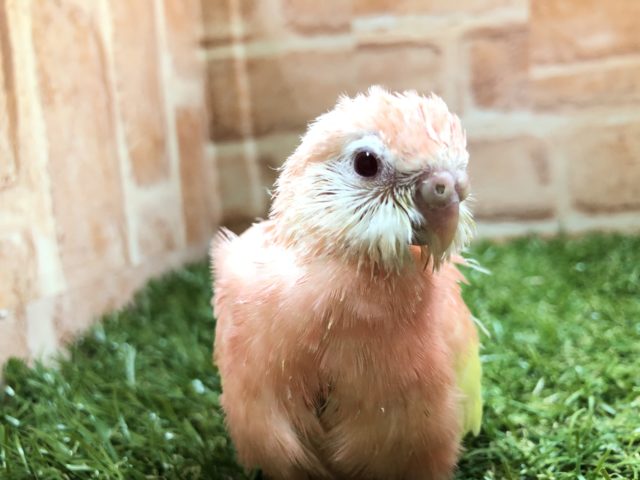 鳥類の色とは思えない！　アキクサインコ　ルビノー　R４　６／２２撮影