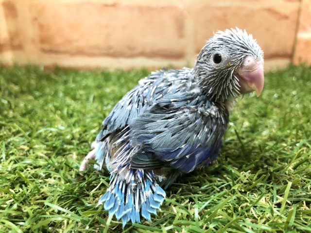 マメマメブルーも入舎！　マメルリハインコ　ブルー男の子　R４　６／２２撮影