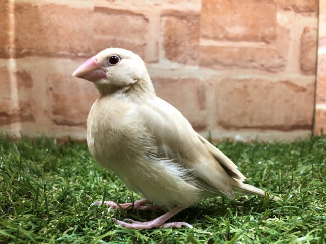 人気のカラー　シナモン文鳥　R４　５／１８撮影