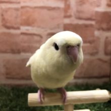 優しいカラー　性格はどうかな？　サザナミインコ　クリームイノ　R４　６／８撮影
