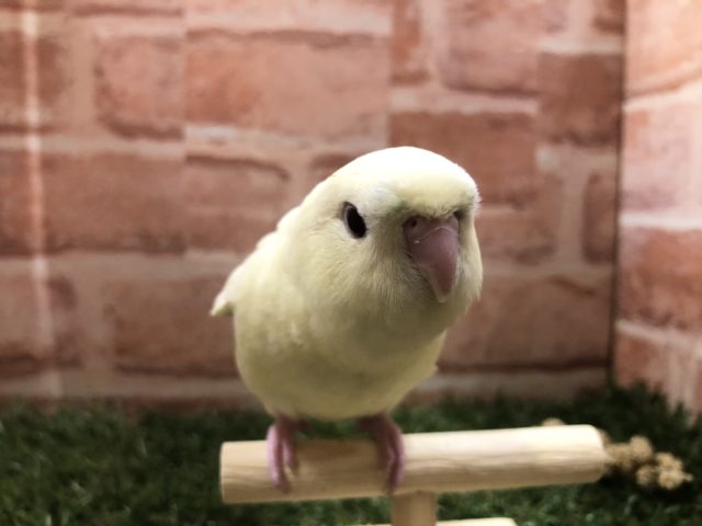 優しいカラー　性格はどうかな？　サザナミインコ　クリームイノ　R４　６／８撮影