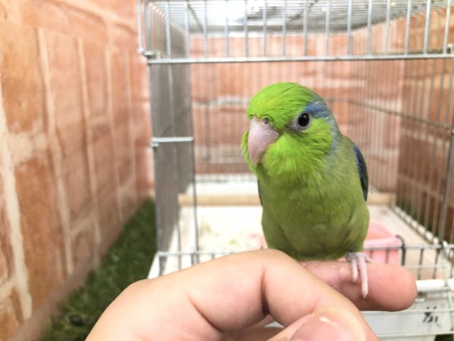 マメマメ入舎！　マメルリハ　ノーマル男の子　R４　６／２２撮影