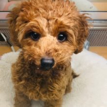 すっきりフェイスなプードルくんきたよ！