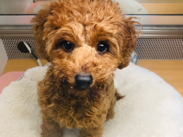 すっきりフェイスなプードルくんきたよ！