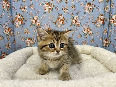 くりくりお目々のキュートボーイ☆　マンチカンの男のコ　2022.6/3撮影