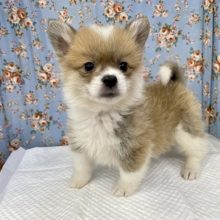 パパとママのいいとこどり！！　ハーフ犬（ポメラニアン×コーギー）の女のコ　2022.6/3撮影