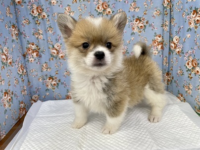 パパとママのいいとこどり！！　ハーフ犬（ポメラニアン×コーギー）の女のコ　2022.6/3撮影