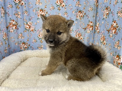 激かわ子ダヌキ?!　豆柴犬の男のコ  2022.6/12撮影