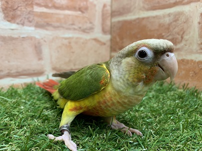 激かわ！！　ウロコインコ（パイナップル）入舎です！