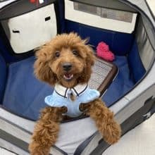 元気いっぱいお転婆ガール♪　トイプードルの女のコ　最新画像2022.9/4撮影