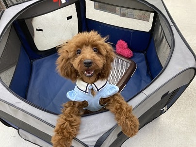 元気いっぱいお転婆ガール♪　トイプードルの女のコ　最新画像2022.9/4撮影