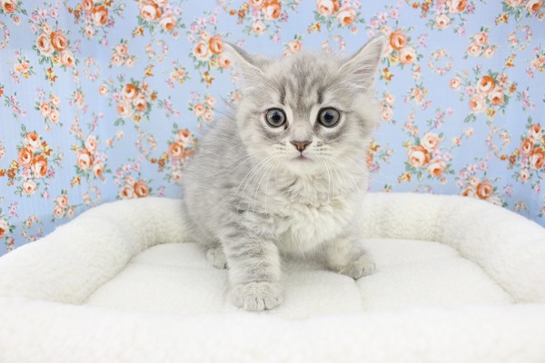 ふわふわミステリアス☆サイベリアン・男の子！