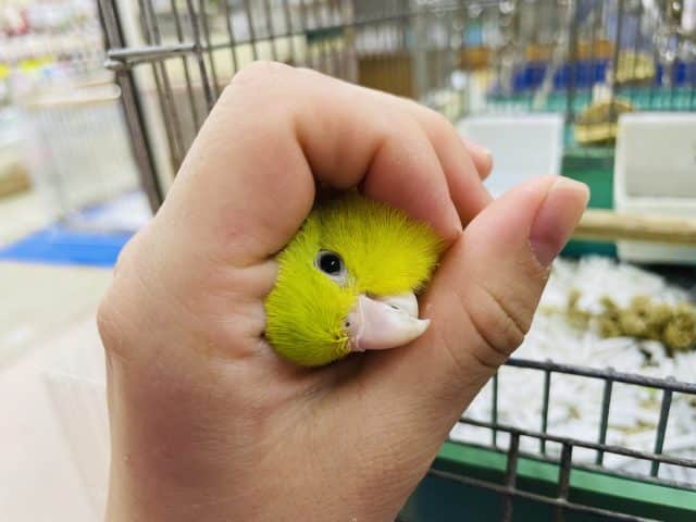 最新画像になります！！見た目はキュートで中身は賢い！　マメルリハ「メリちゃん」いますよ〜