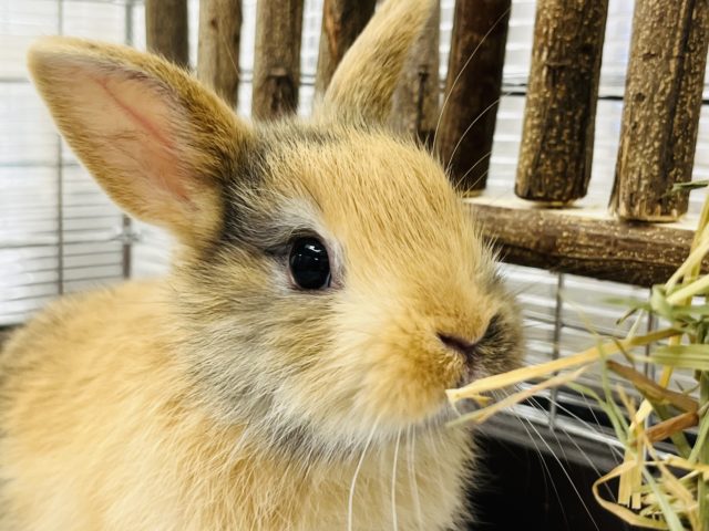 【最新画像更新☆】ちょっぴりシャイボーイ☆ミニうさぎ(トーティ)