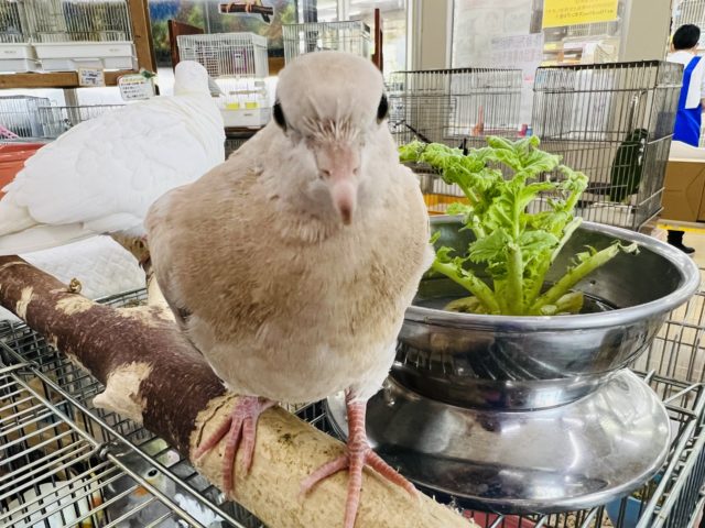 お久しぶり〜ジュズカケバト