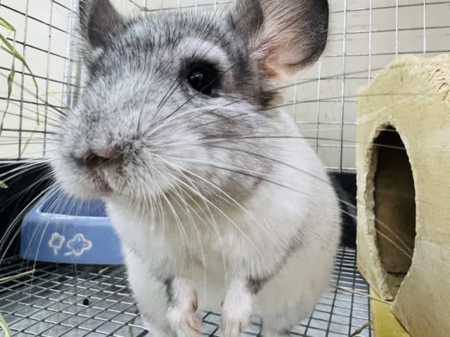 最新画像更新☆パイドチンチラ！ご飯もりもり♡