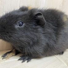 もじゃもじゃモルモットさん！　モルモット　テッセルイングリッシュ