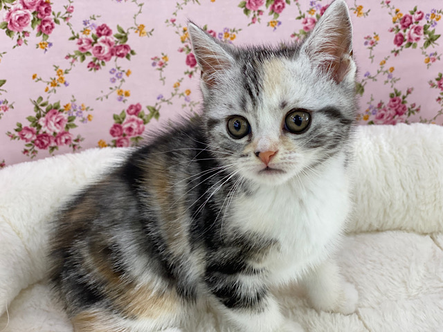 美人ガール❣️マンチカンちゃんきました‪‪❤︎‬