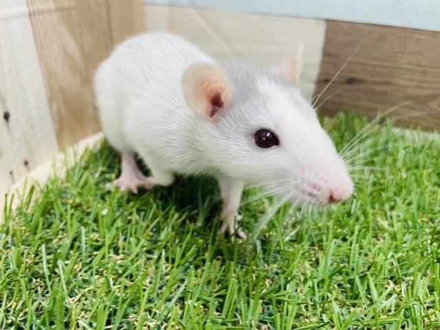 最新画像有り☆額のギザギザがチャームポイント♪ファンシーラットのブルーライジングカラー！