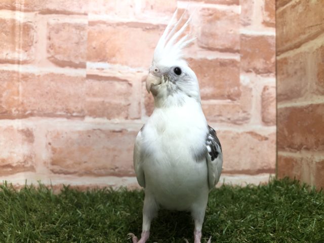 モノクロカラー　オカメインコ　WFパイド　R4 7/16撮影