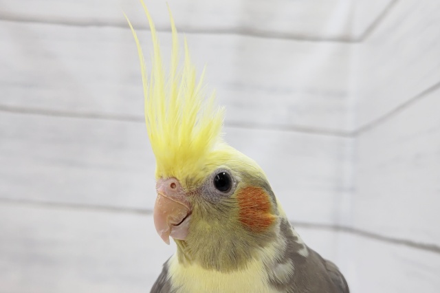 ガッチリボディ〜👑　オカメインコ(パイド)