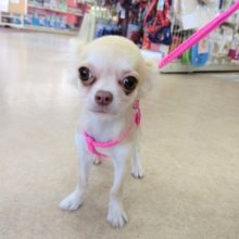 ロングコートチワワ(チョコフォーン)男の子♪お散歩練習始めました～