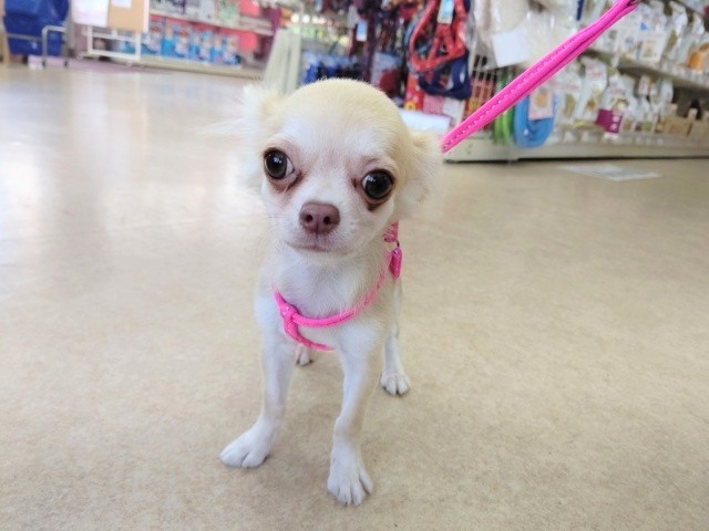 ロングコートチワワ(チョコフォーン)男の子♪お散歩練習始めました～