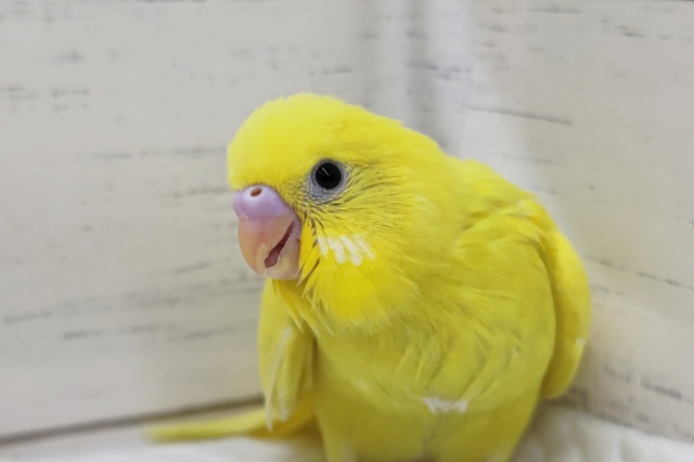 魅惑の黄色いフォルム〜💛　セキセイインコ(ダブルファクター)