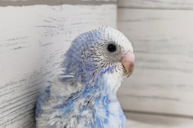 青に映える黒いライン〜⛅　セキセイインコ(スパングル)