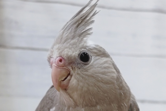 人気カラーのホワイトフェイス🤍　オカメインコ(ホワイトフェイスシナモン)