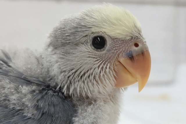 クリーム色のかわいいおでこ🐣　コザクラインコ(バイオレットパイド)