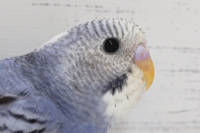 頭とお腹の色が一緒〜💜　セキセイインコ(パイド)
