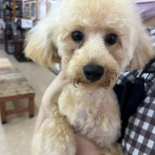 トイプードル(アプリコット) 男の子♪お散歩練習中！