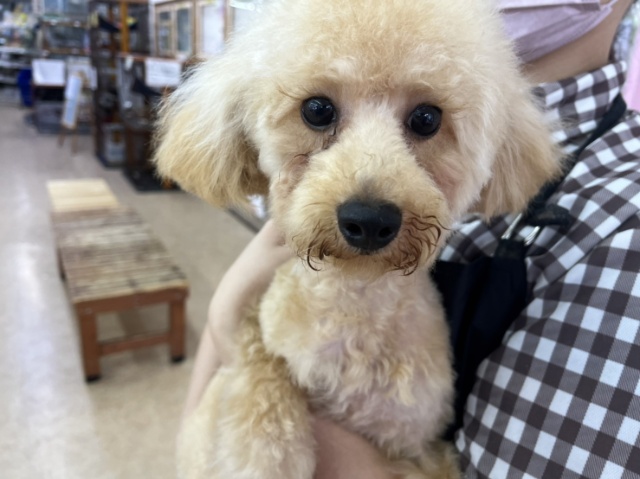 トイプードル(アプリコット) 男の子♪お散歩練習中！