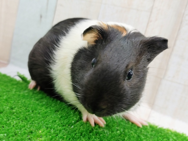 むちむち✨短毛モルモットさん入荷しました❤