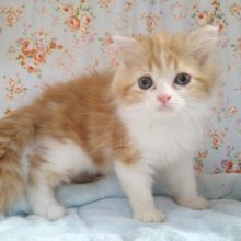 フワフワモフモフなマンチカンの男の子、来ましたよ～