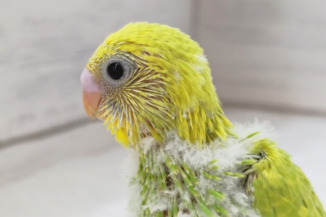 鮮やかグリーン💚　セキセイインコ(スパングル)