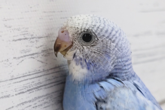 青と白の組み合わせが抜群👍　セキセイインコ(スパングル)