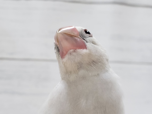 ベタなれだよ！シルバー文鳥。