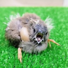 キンカチョウベビー入荷しました〜❤