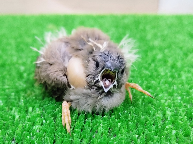 キンカチョウベビー入荷しました〜❤