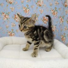 クリクリ目のアメショー君が来ましたよ～