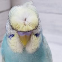 頭パッカーンだよ、羽衣セキセイインコ