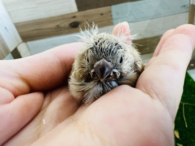 色変わりキンカチョウのヒナ入荷しました❤