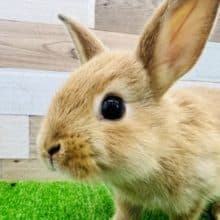 ミニウサギさん(オレンジ系)入荷しました❤