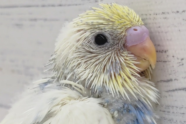 目を引くカラーリングに注目〜🌈　セキセイインコ(パステルレインボーパイド)