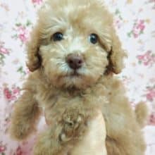 トイプードル（アプリコット）女の子♪美人さん✨