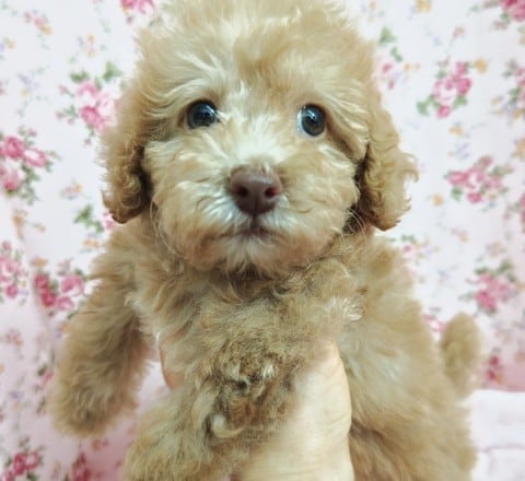 トイプードル（アプリコット）女の子♪美人さん✨