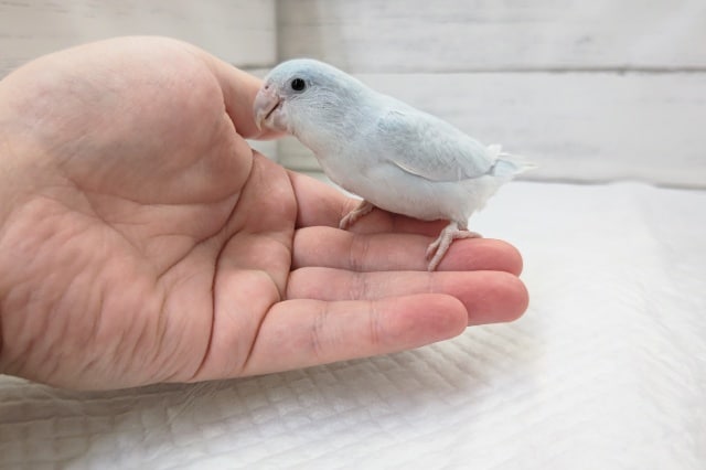 最新画像あり！　とっても美しいブルーカラー💙　マメルリハインコ(アメリカンホワイト)