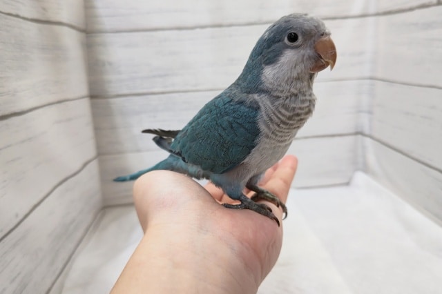 特徴的な濃〜い青!🔵 オキナインコ(ブルー) 特徴的な濃〜い青!🔵 オキナインコ(ブルー)